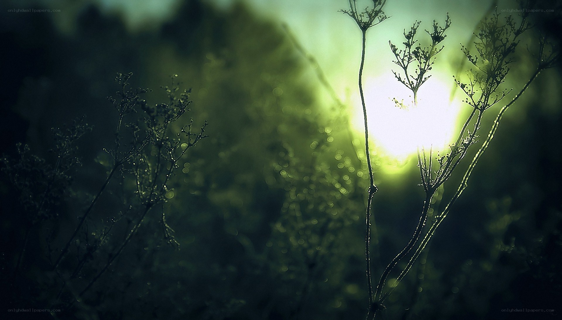 Sunlight through plants