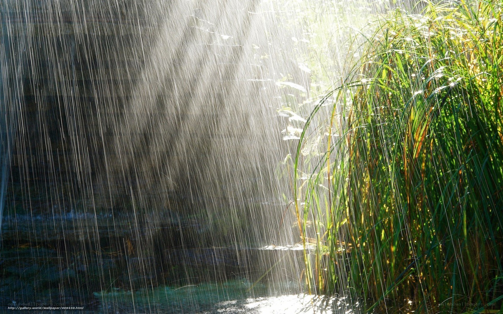 Sunlight through rain on reeds