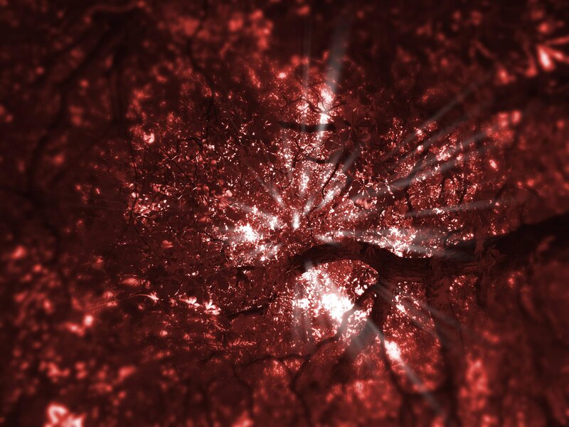 sunlight through red leaves