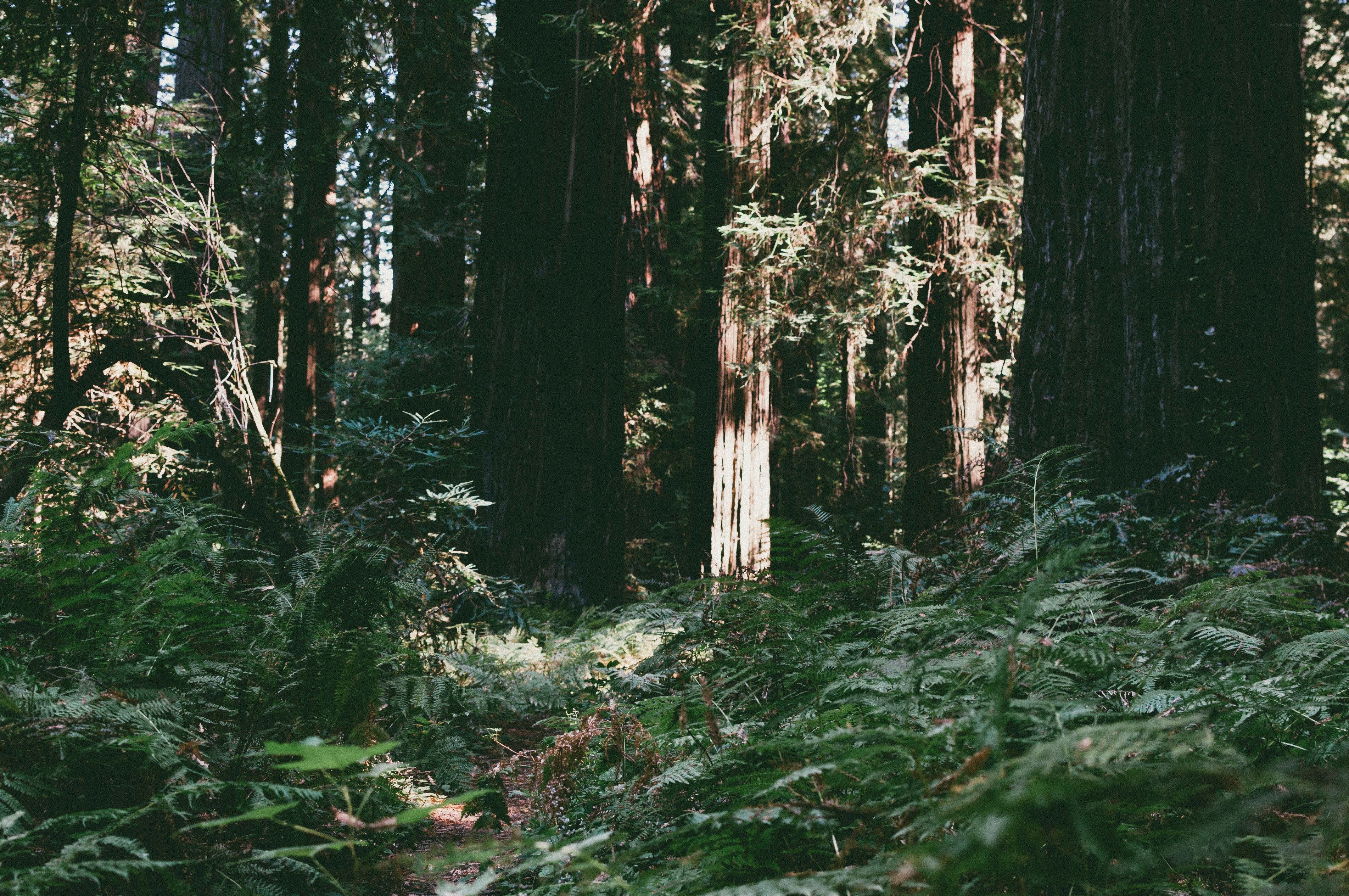 Sunlight through redwood forest