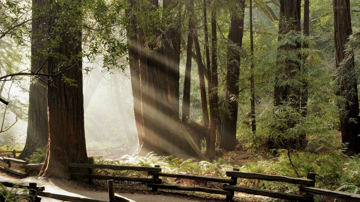 Sunlight through redwood forest