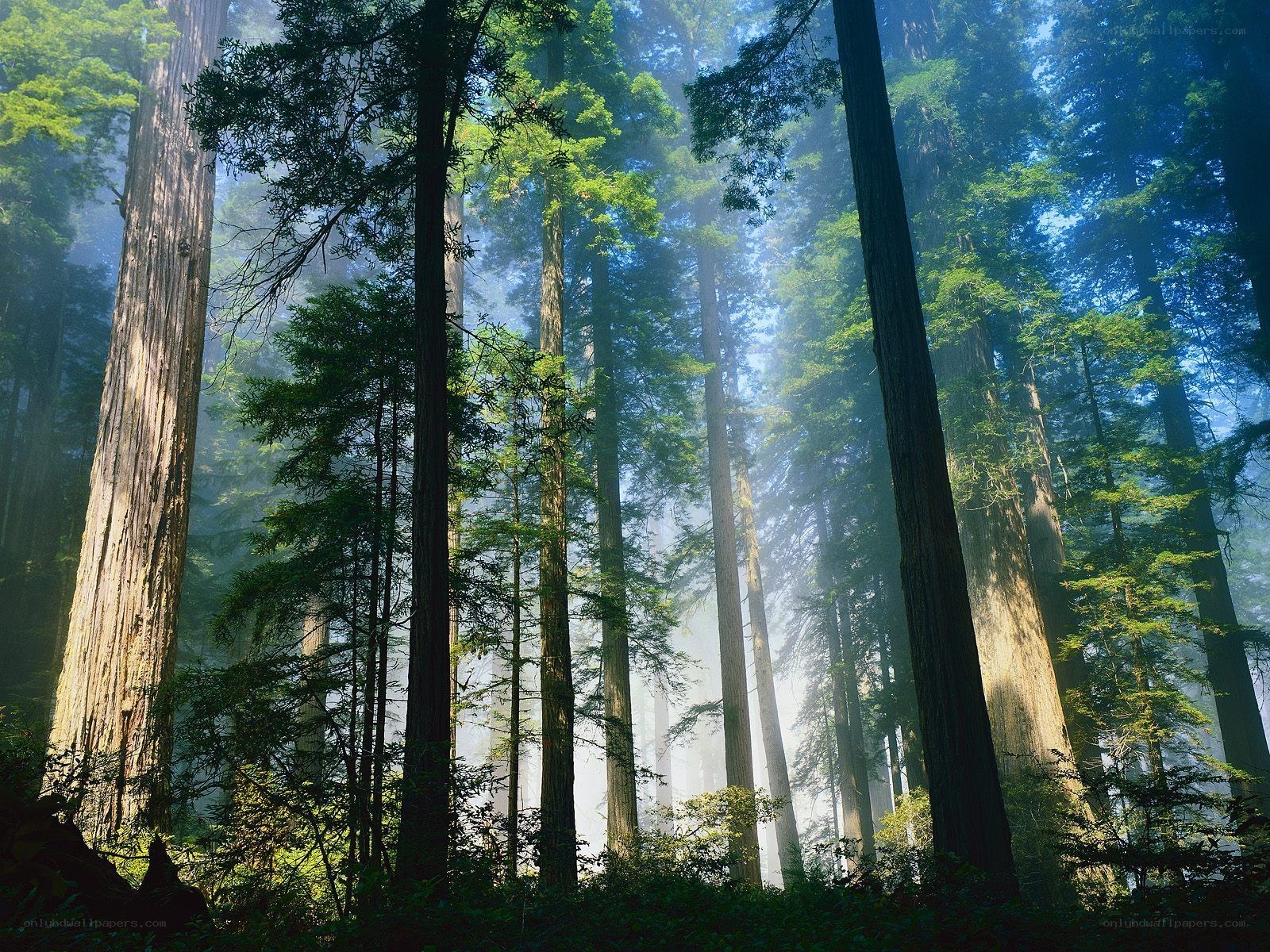 Sunlight through redwood forest