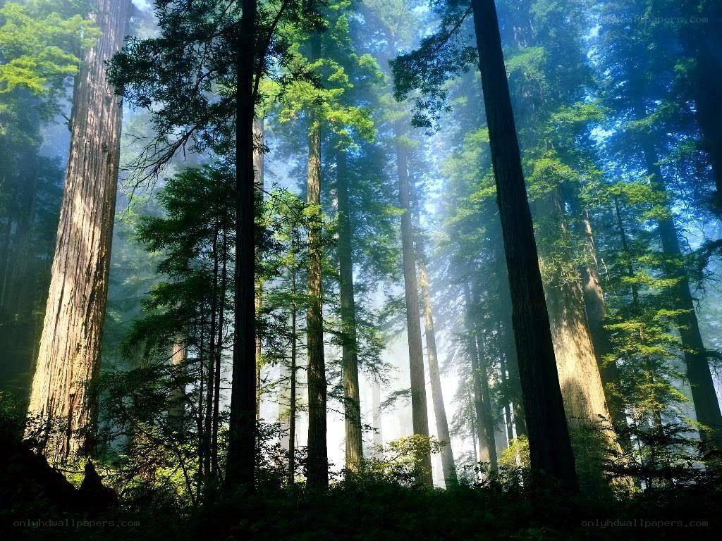 Sunlight through redwood forest