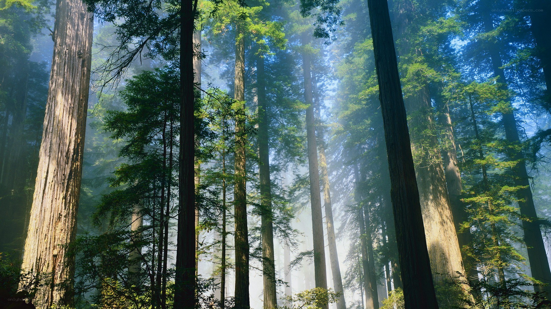 Sunlight through redwood forest