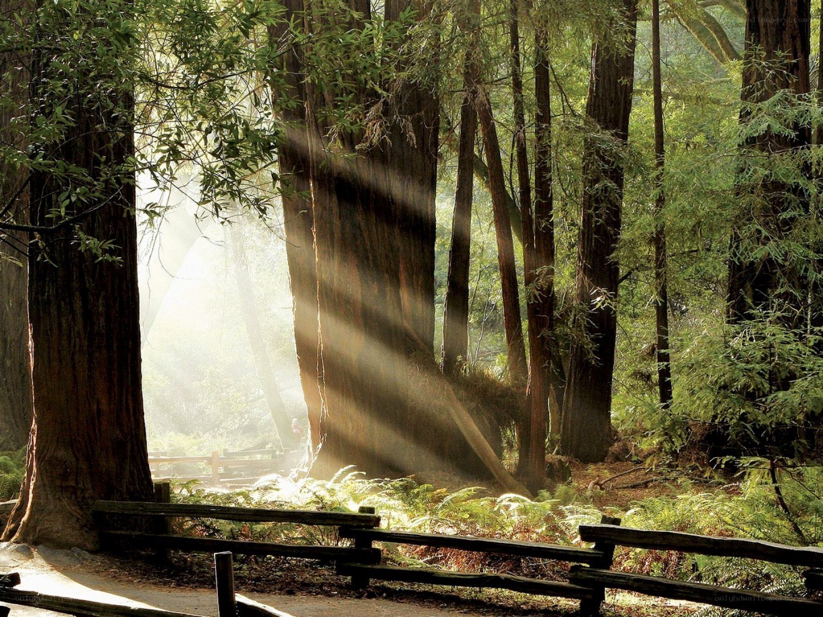 Sunlight through redwood forest