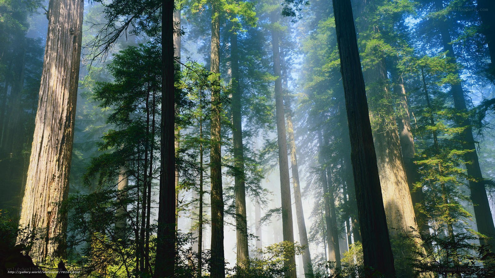 Sunlight through redwood forest