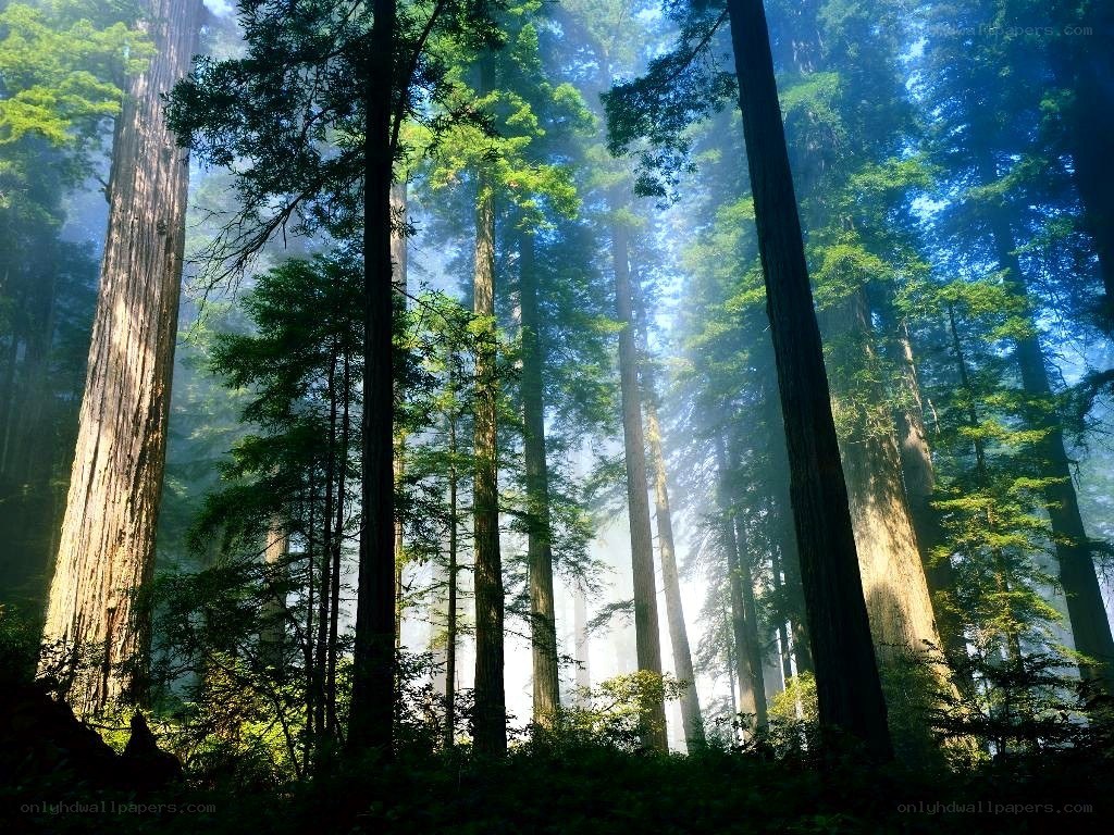 Sunlight through redwood forest