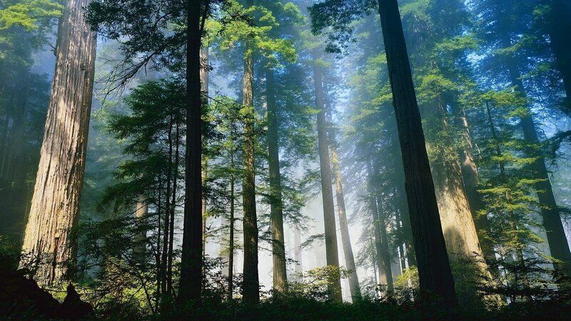 Sunlight through redwood forest