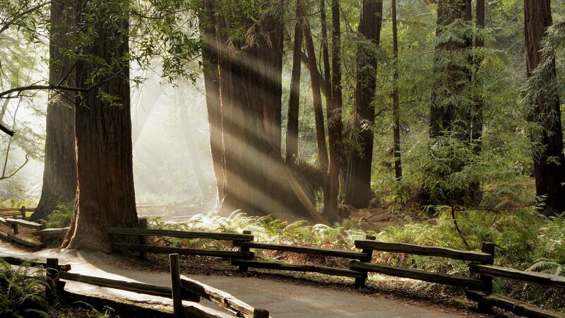 Sunlight through redwood forest