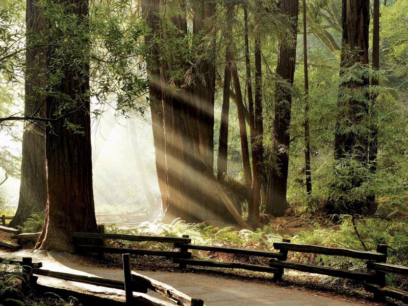 Sunlight through redwood forest