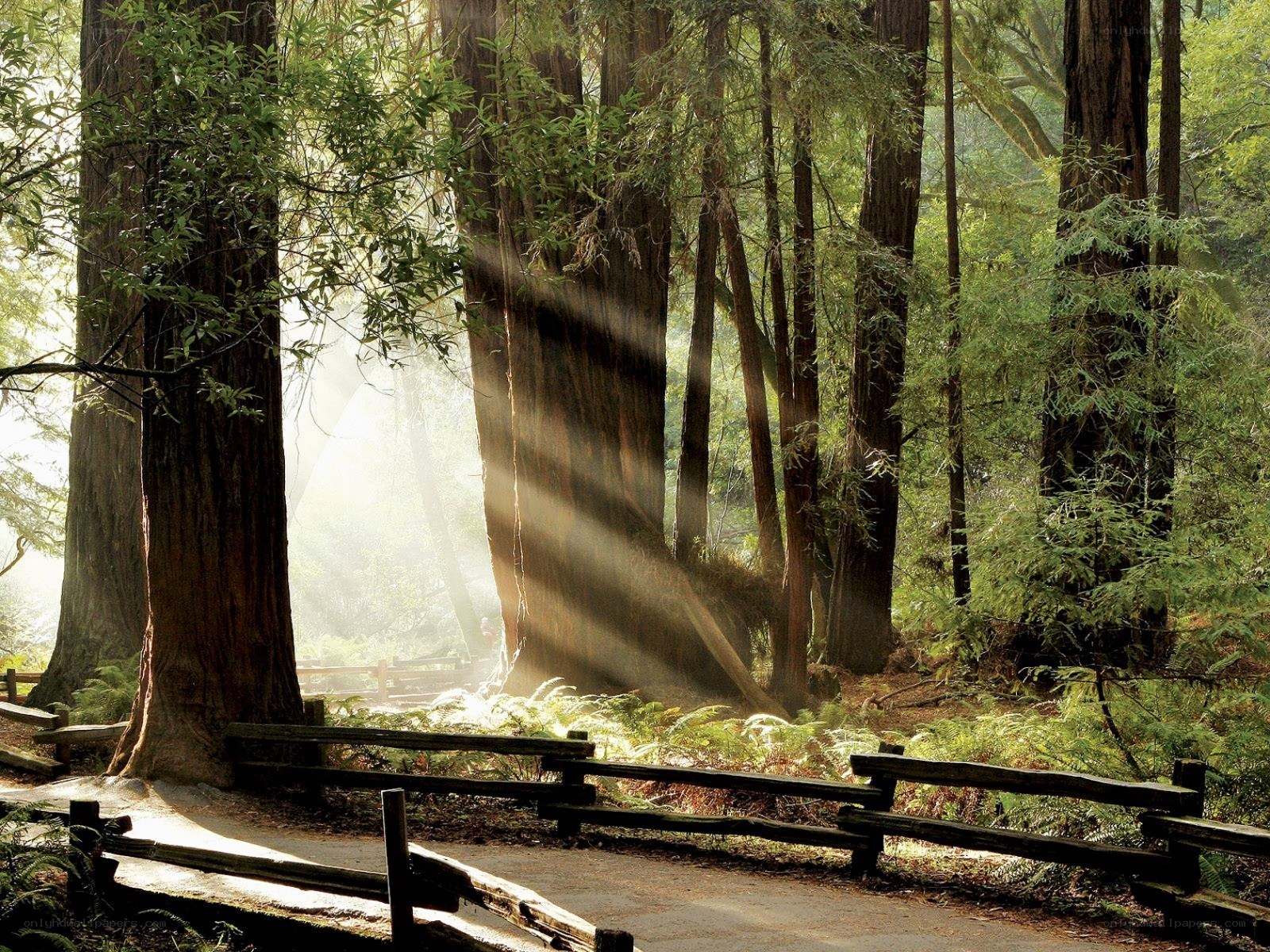 Sunlight through redwood forest
