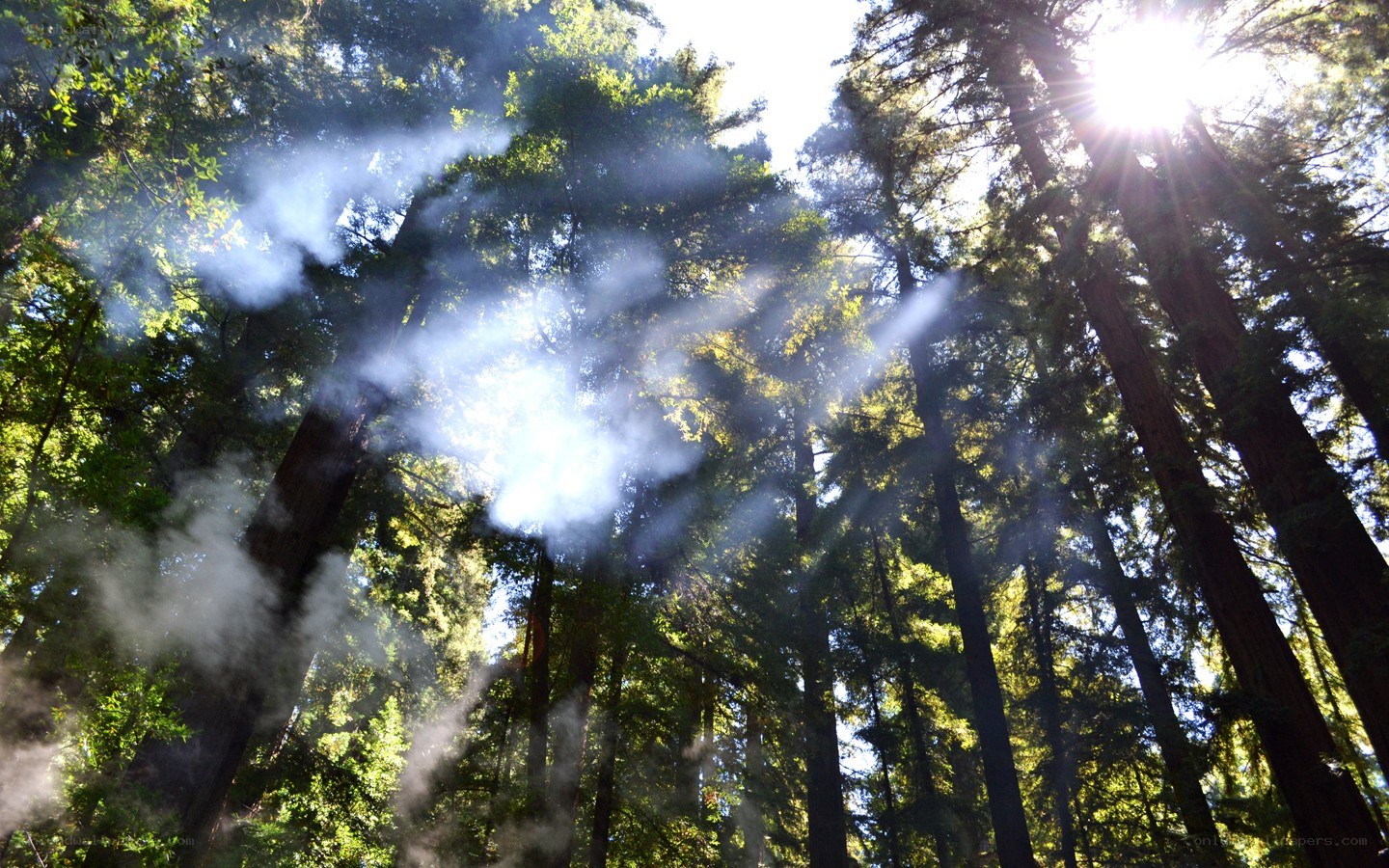 Sunlight through redwood forest
