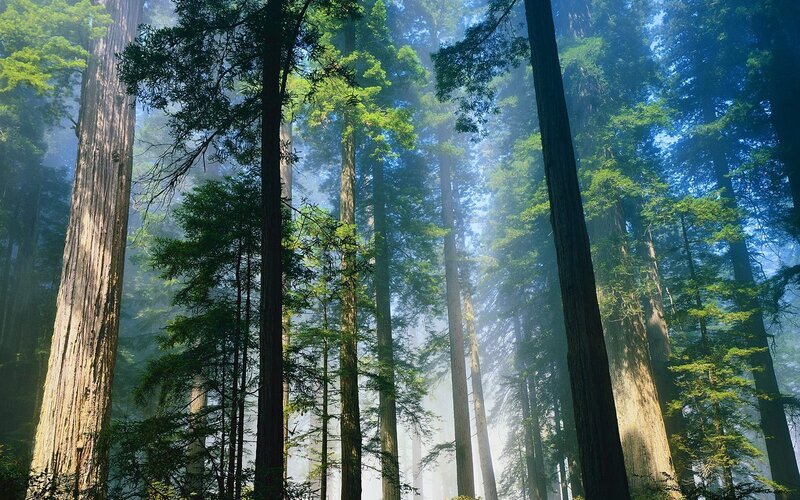 Sunlight through redwood forest