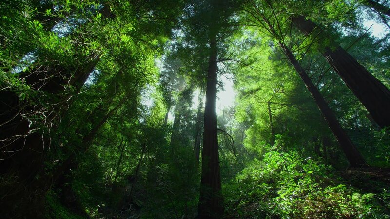Sunlight through redwood forest