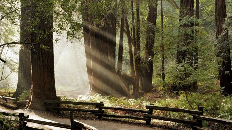 Sunlight through redwood forest