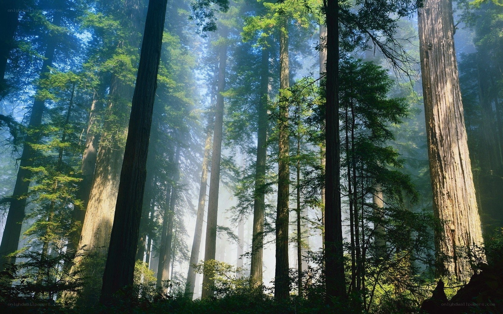 Sunlight through redwood forest