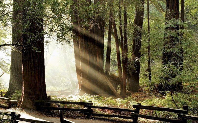 Sunlight through redwood forest