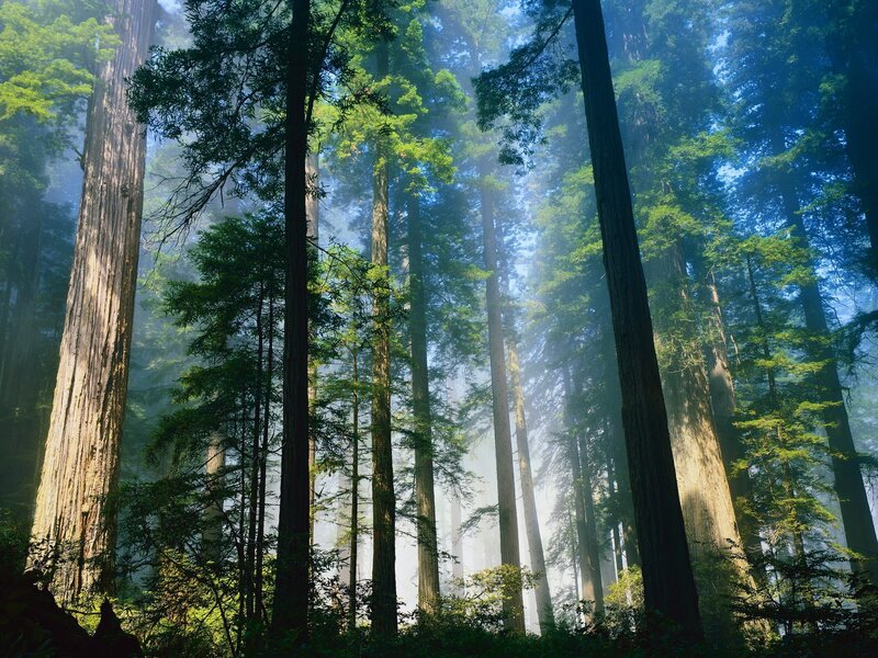 Sunlight through redwood forest