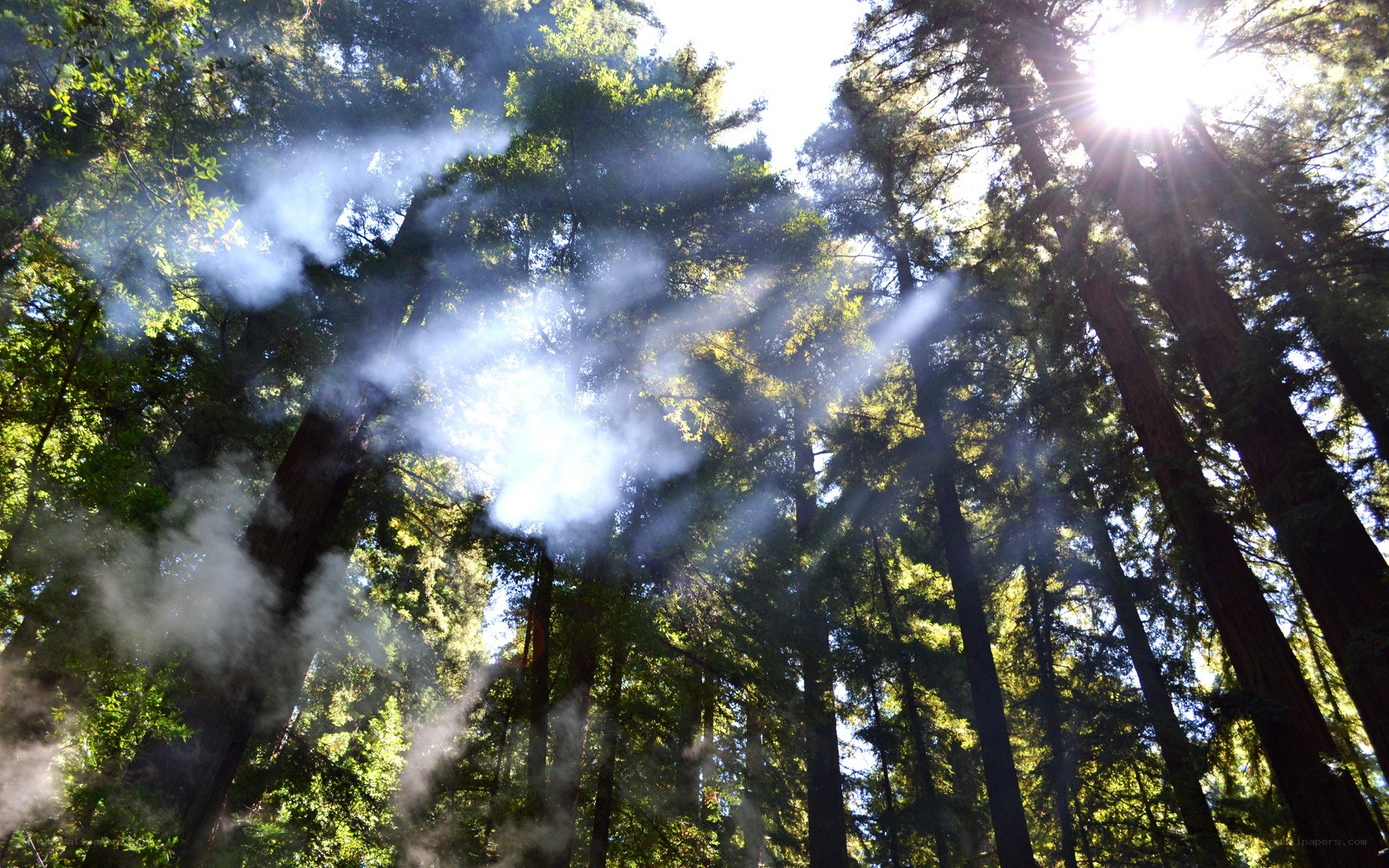 Sunlight through redwood forest