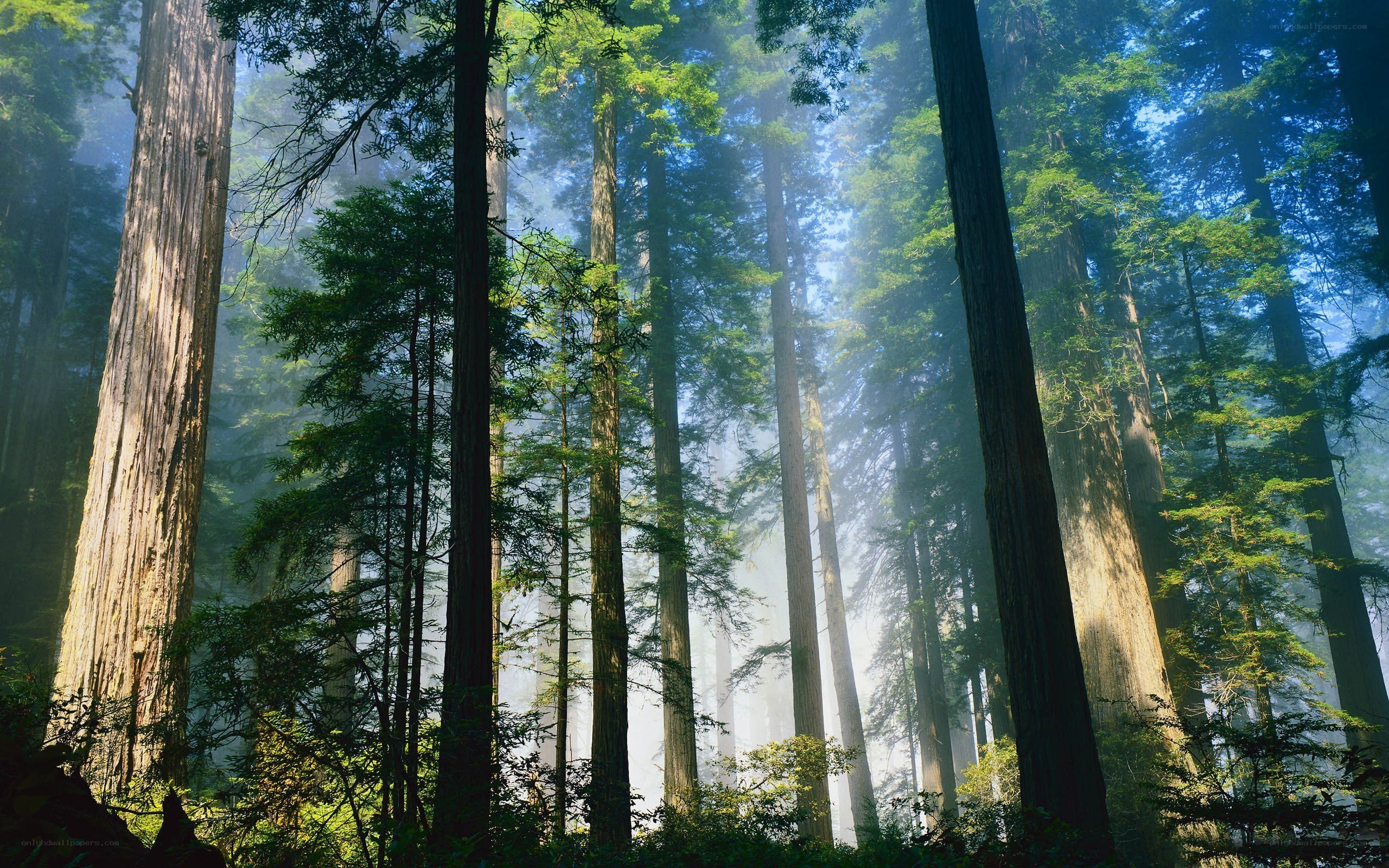 Sunlight through redwood forest