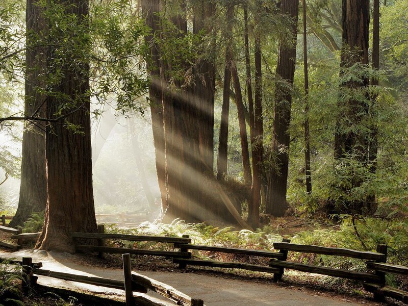 Sunlight through redwood forest