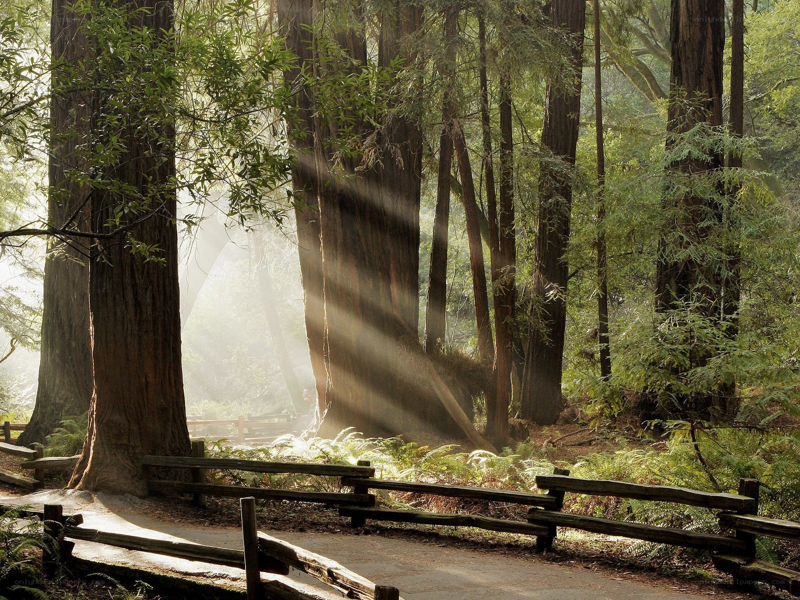 Sunlight through redwood forest