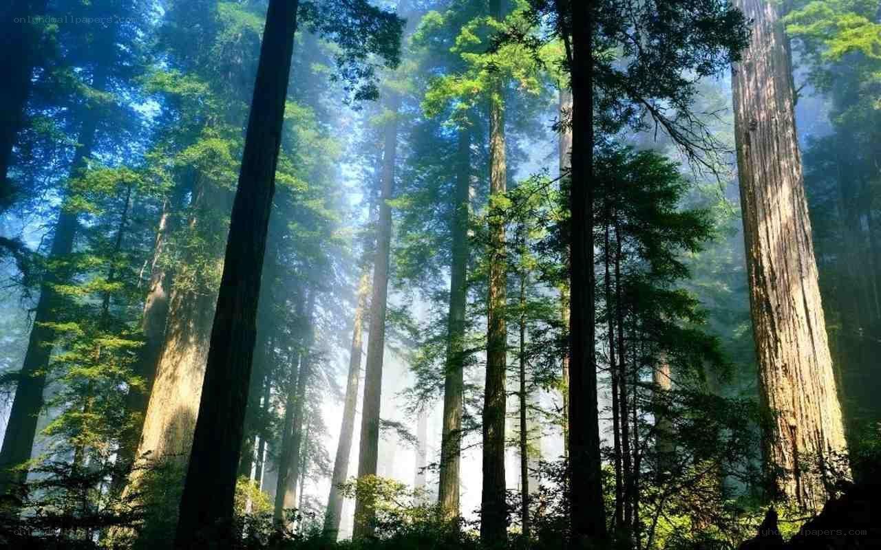 Sunlight through redwood forest
