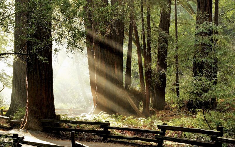 Sunlight through redwood forest