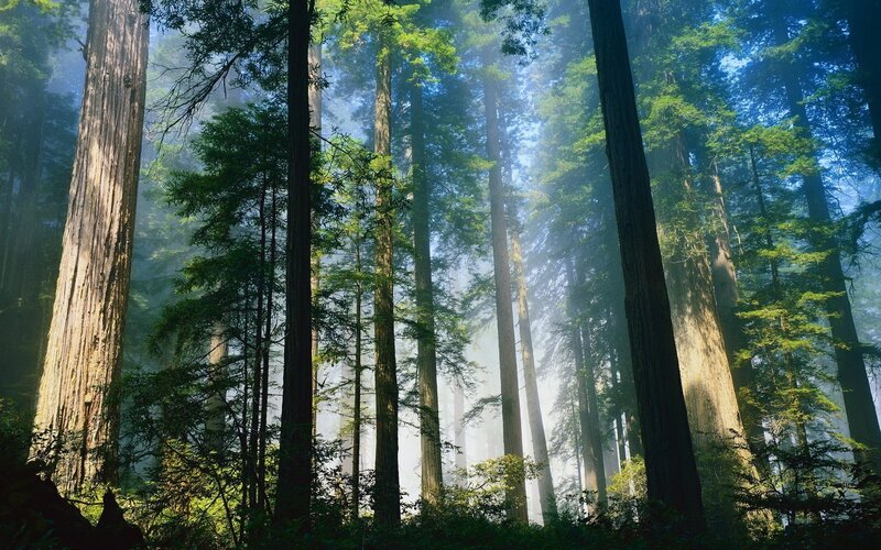 Sunlight through redwood forest