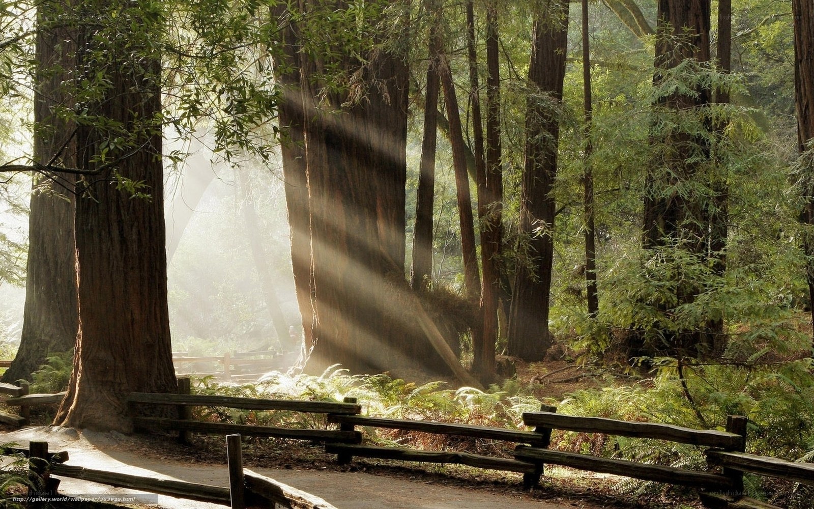 Sunlight through redwood forest