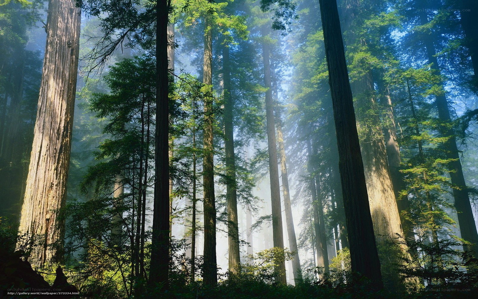 Sunlight through redwood forest