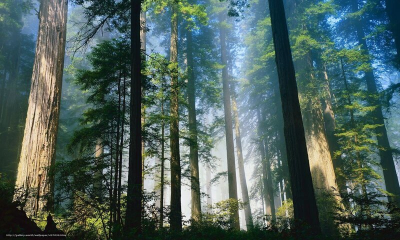 Sunlight through redwood forest