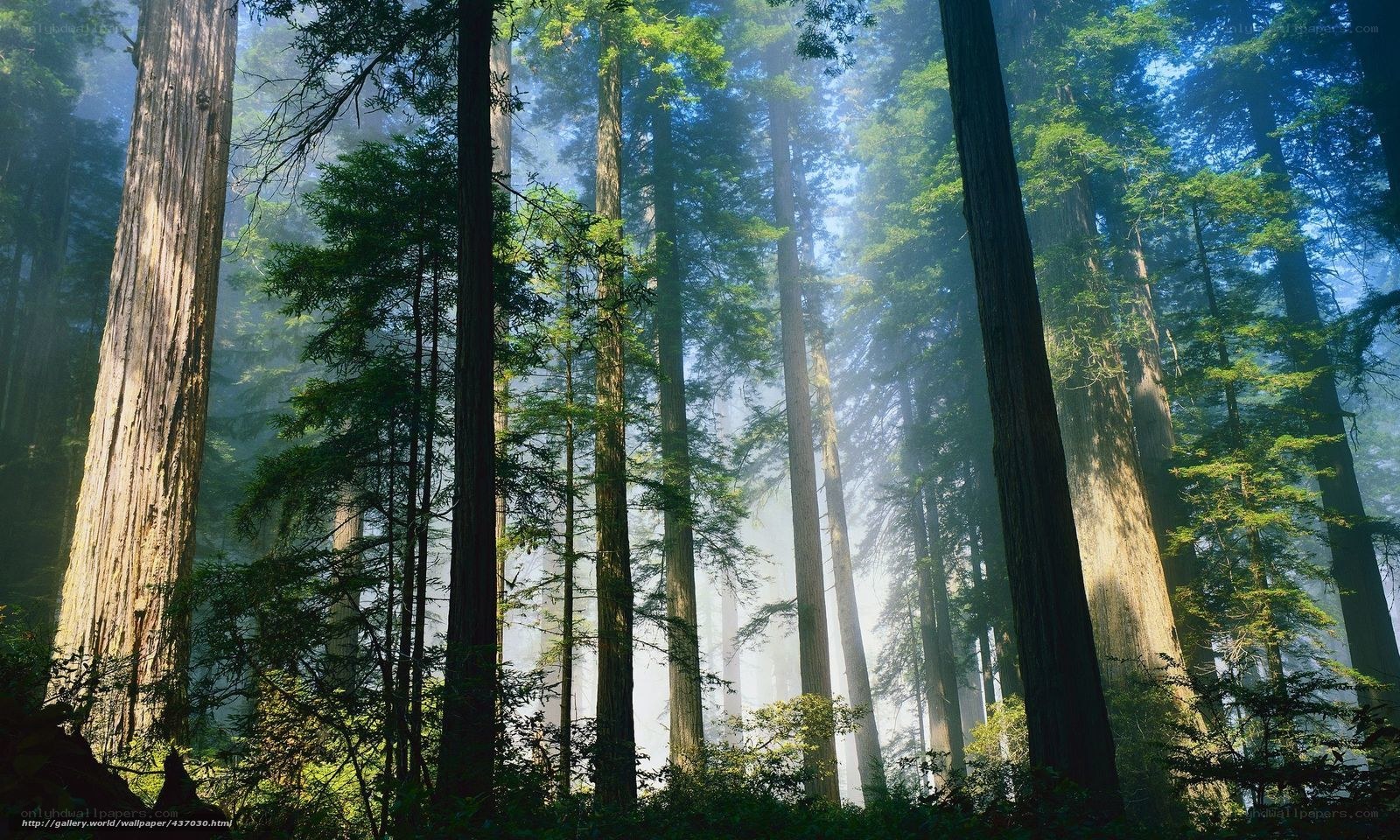 Sunlight through redwood forest