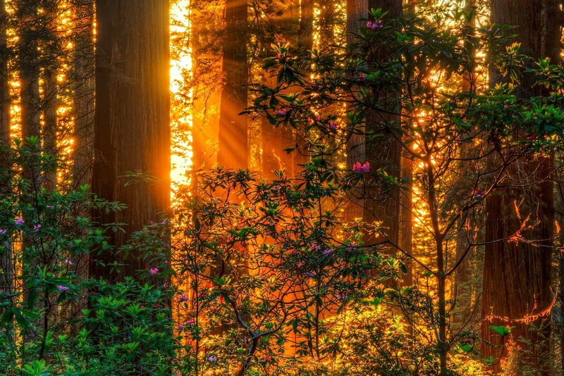 Sunlight Through Redwood Forest — Gold