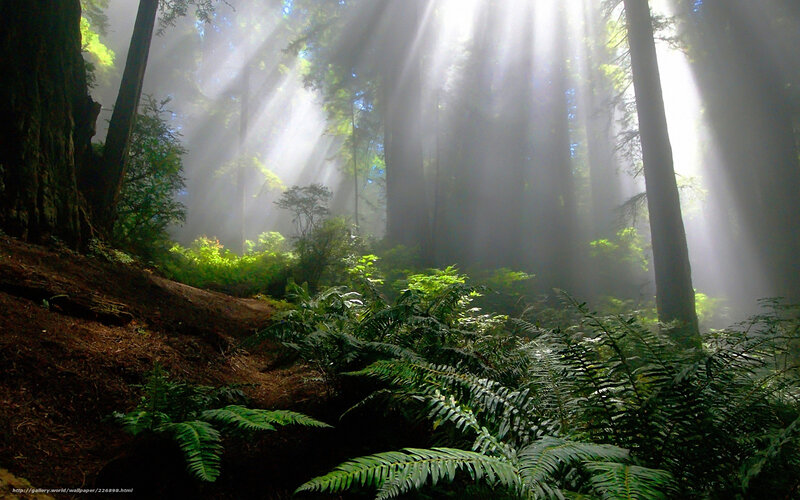 Sunlight Through Redwood Forest — Green, Serene, Morning, Photograph, Trees