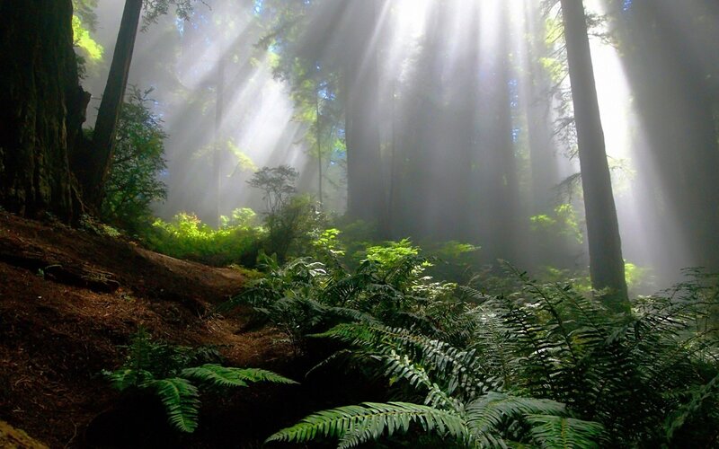Sunlight Through Redwood Forest — Green, Serene, Morning