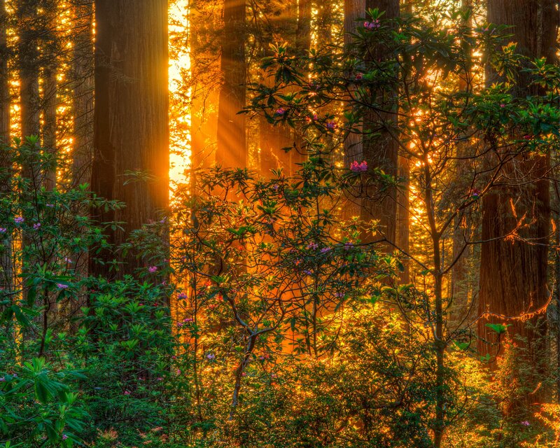 Sunlight Through Redwood Forest — Green, Serene, Sunset