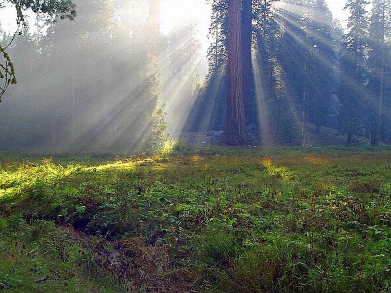 Sunlight Through Redwood Forest — Green, Serene