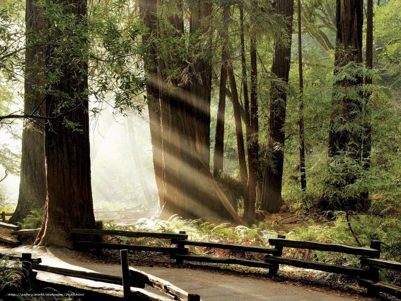 Sunlight through redwood forest