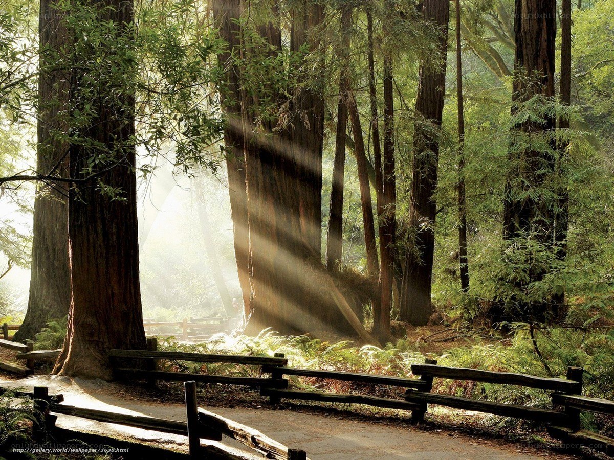 Sunlight through redwood forest