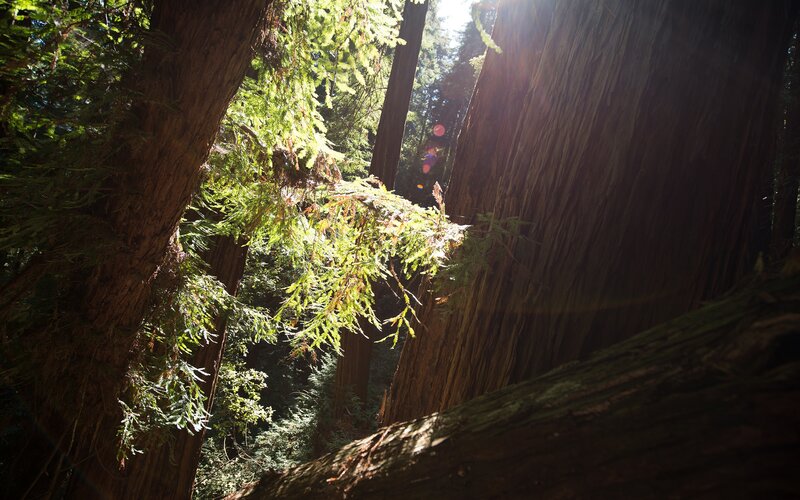 Sunlight through redwood trees