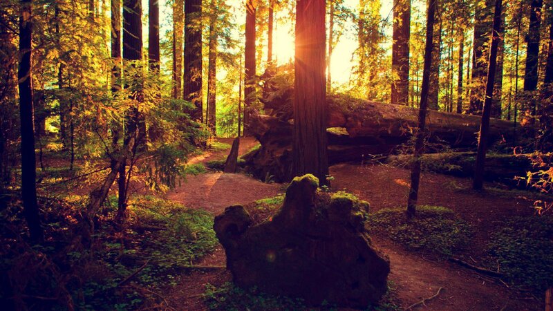 Sunlight Through Redwood Trees — Gold