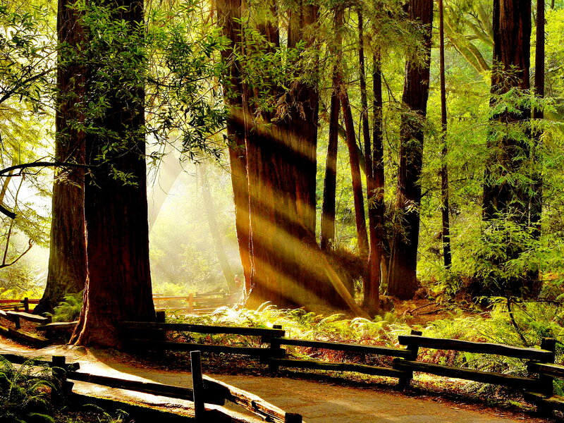 Sunlight Through Redwood Trees — Green, Serene, Morning, Photograph, Fence, Path