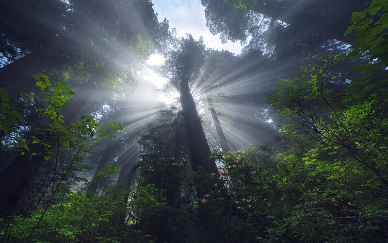Sunlight Through Redwood Trees — Green, Serene, Morning, Photograph, Forest, Sunbeams