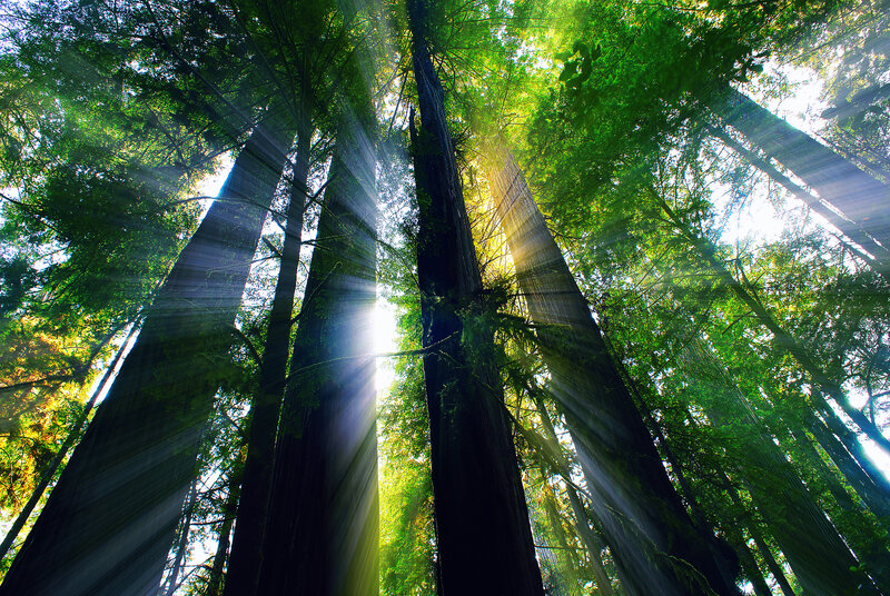 Sunlight Through Redwood Trees — Green, Serene, Morning, Photograph, Forest