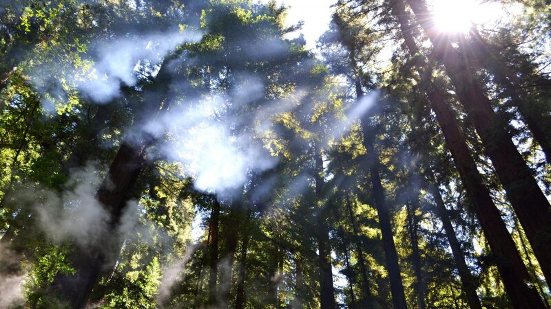 Sunlight Through Redwood Trees — Green, Serene, Morning, Photograph, Mist