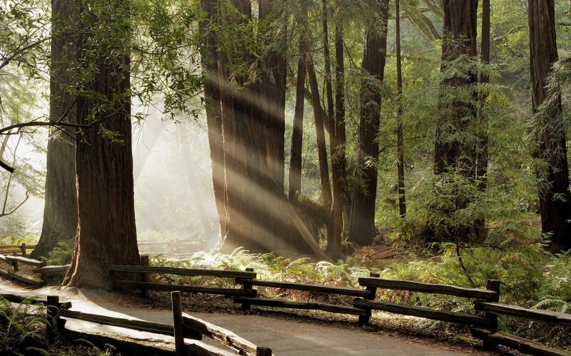 Sunlight Through Redwood Trees — Green, Serene, Morning, Photograph, Path, Fence, Forest