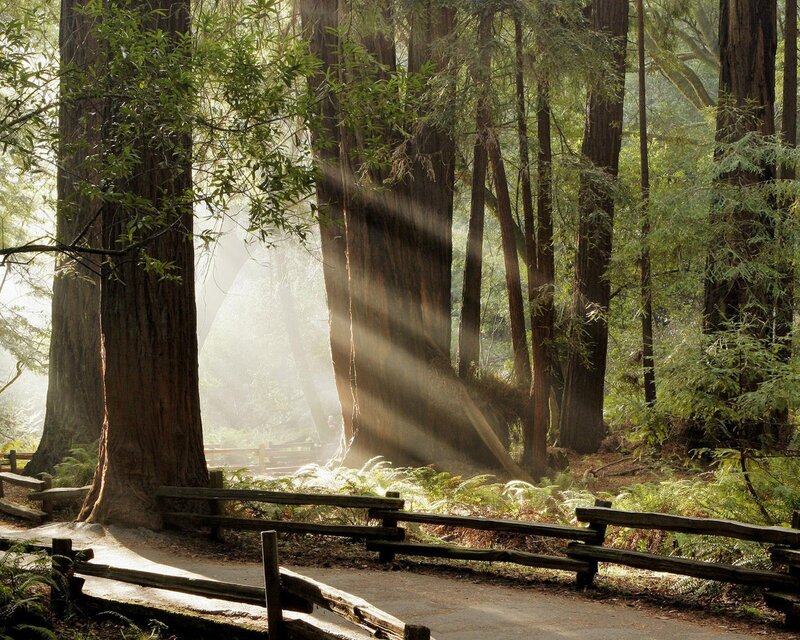 Sunlight Through Redwood Trees — Green, Serene, Morning, Photograph, Path, Fence, Mist