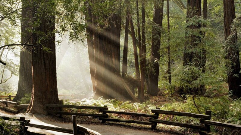 Sunlight Through Redwood Trees — Green, Serene, Morning, Photograph, Path, Fence, Moss