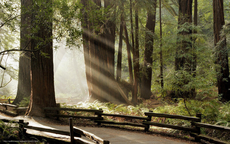 Sunlight Through Redwood Trees — Green, Serene, Morning, Photograph, Path, Fence